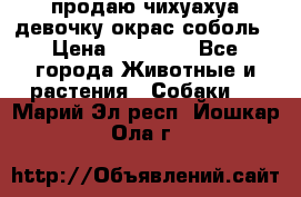 продаю чихуахуа девочку,окрас соболь › Цена ­ 25 000 - Все города Животные и растения » Собаки   . Марий Эл респ.,Йошкар-Ола г.